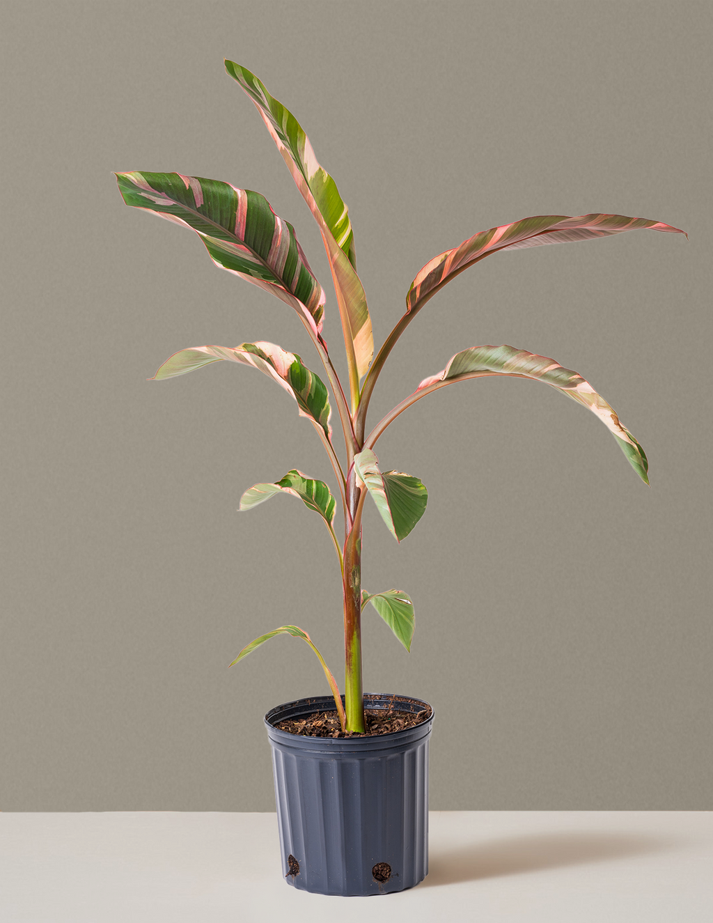 Musa Nono Pink Variegated Banana
