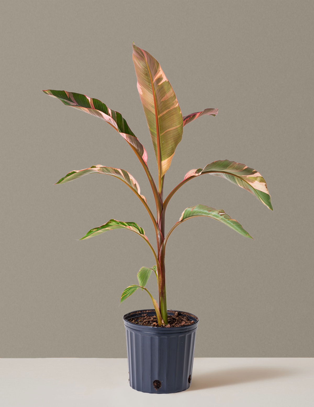 Musa Nono Pink Variegated Banana | Rare Tropical Plants for
