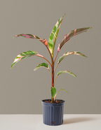 bundle | Large | Grow Pot