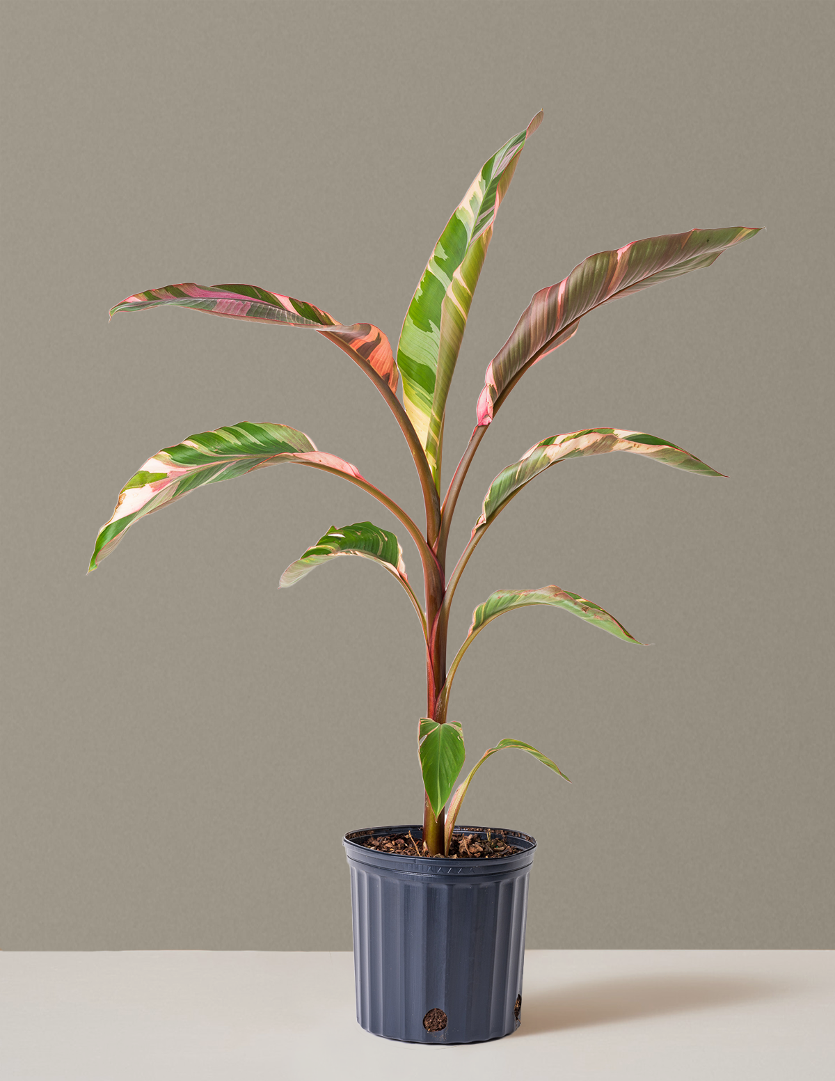 bundle | Large | Grow Pot