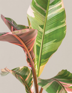 Musa Nono Pink Variegated Banana