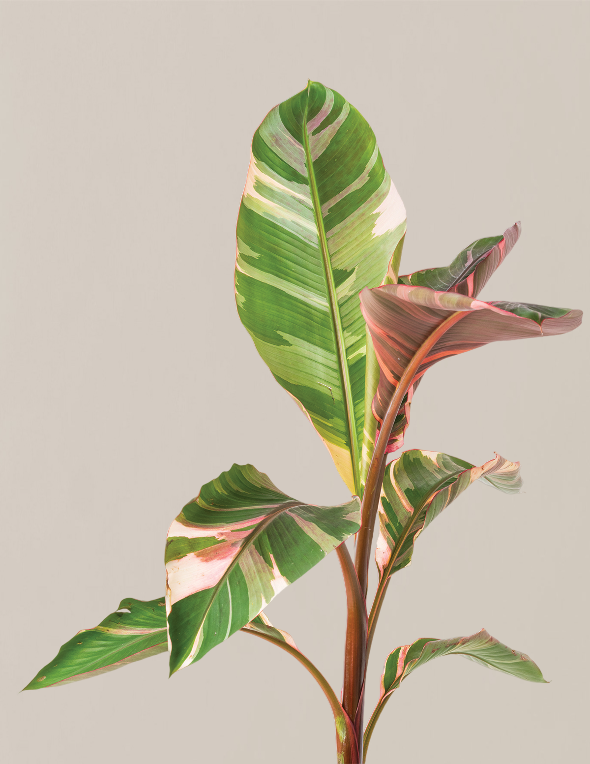 Musa Nono Pink Variegated Banana | Rare Tropical Plants for