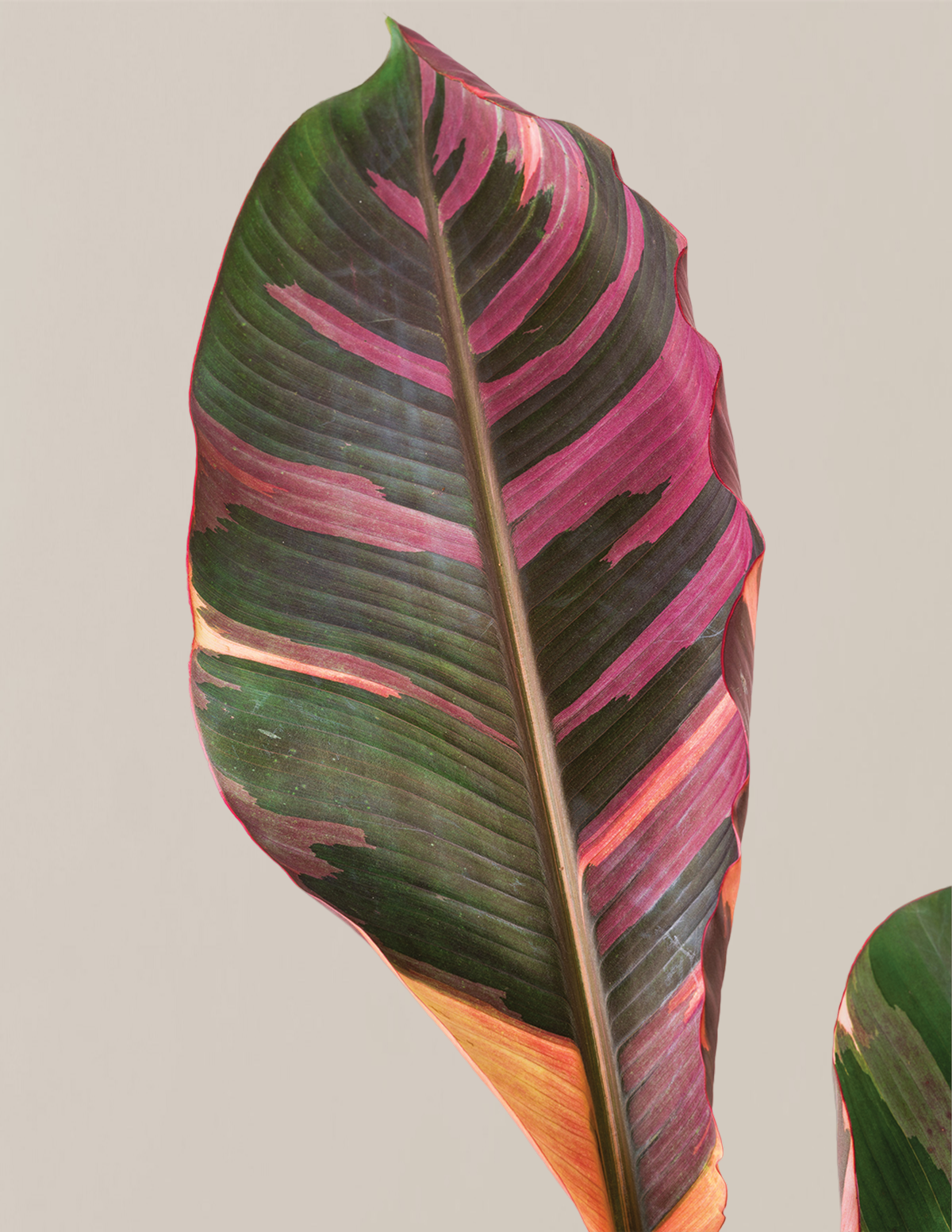 Musa Nono Pink Variegated Banana | Rare Tropical Plants for