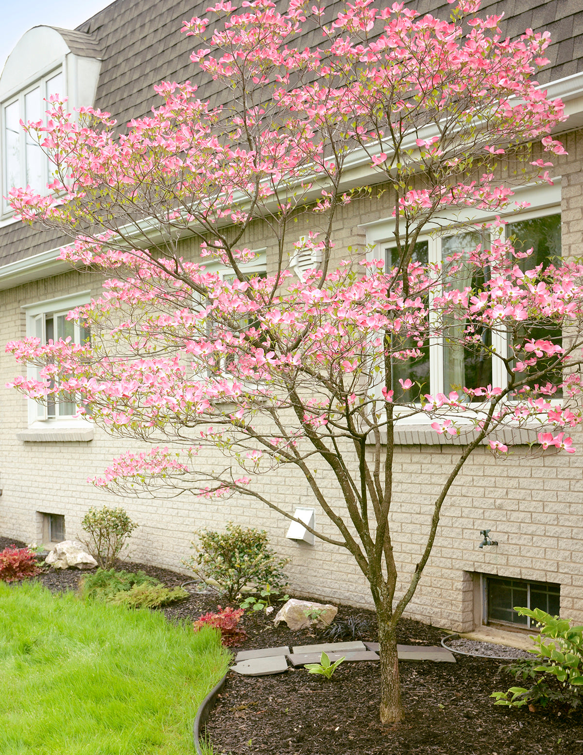 Cherokee Brave Pink Dogwood