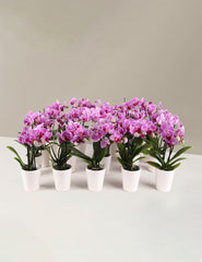 Orchid Party Pack, Set of 20