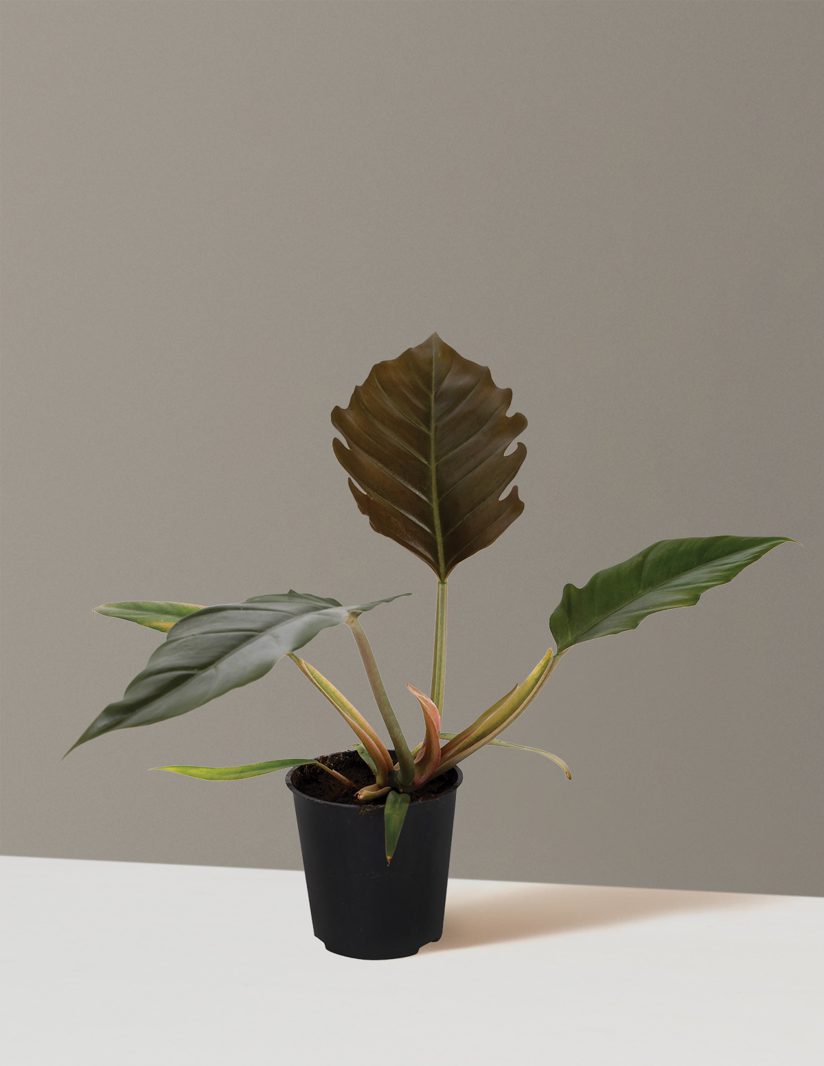 The Sill Philodendron Pluto - Thumbnail 4