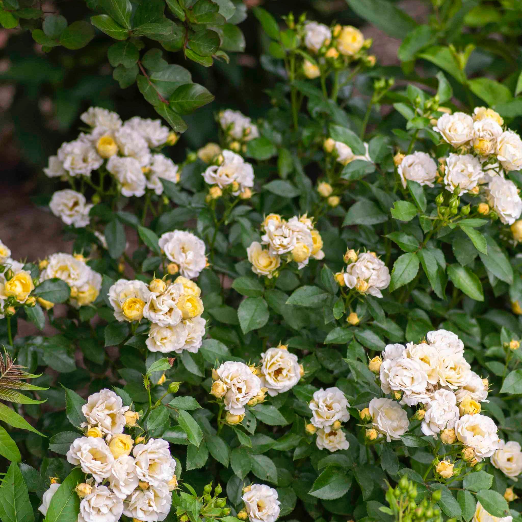Popcorn Drift® Rose | The Sill