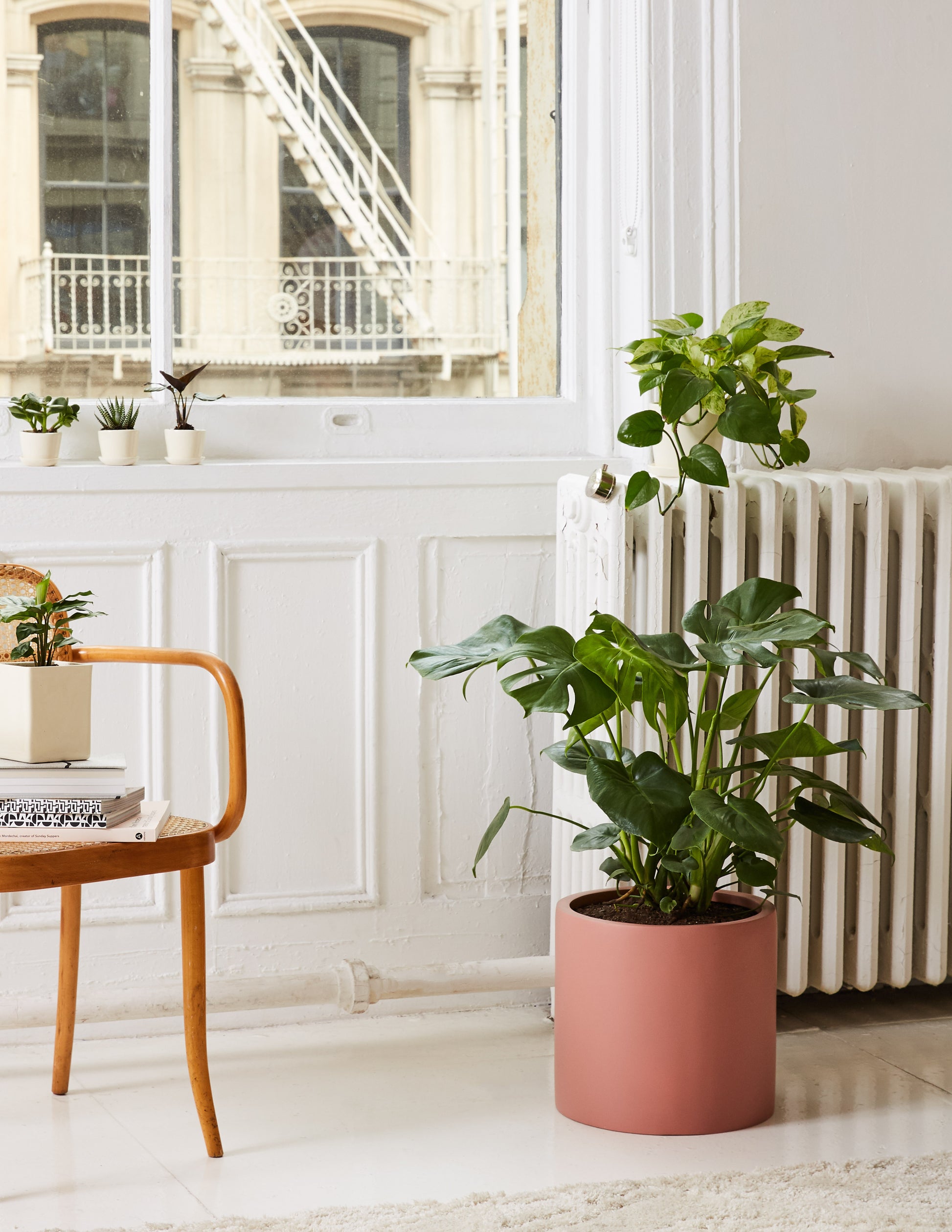 monstera plant the sill Monstera Deliciosa | Tropical Indoor Plants & Houseplants