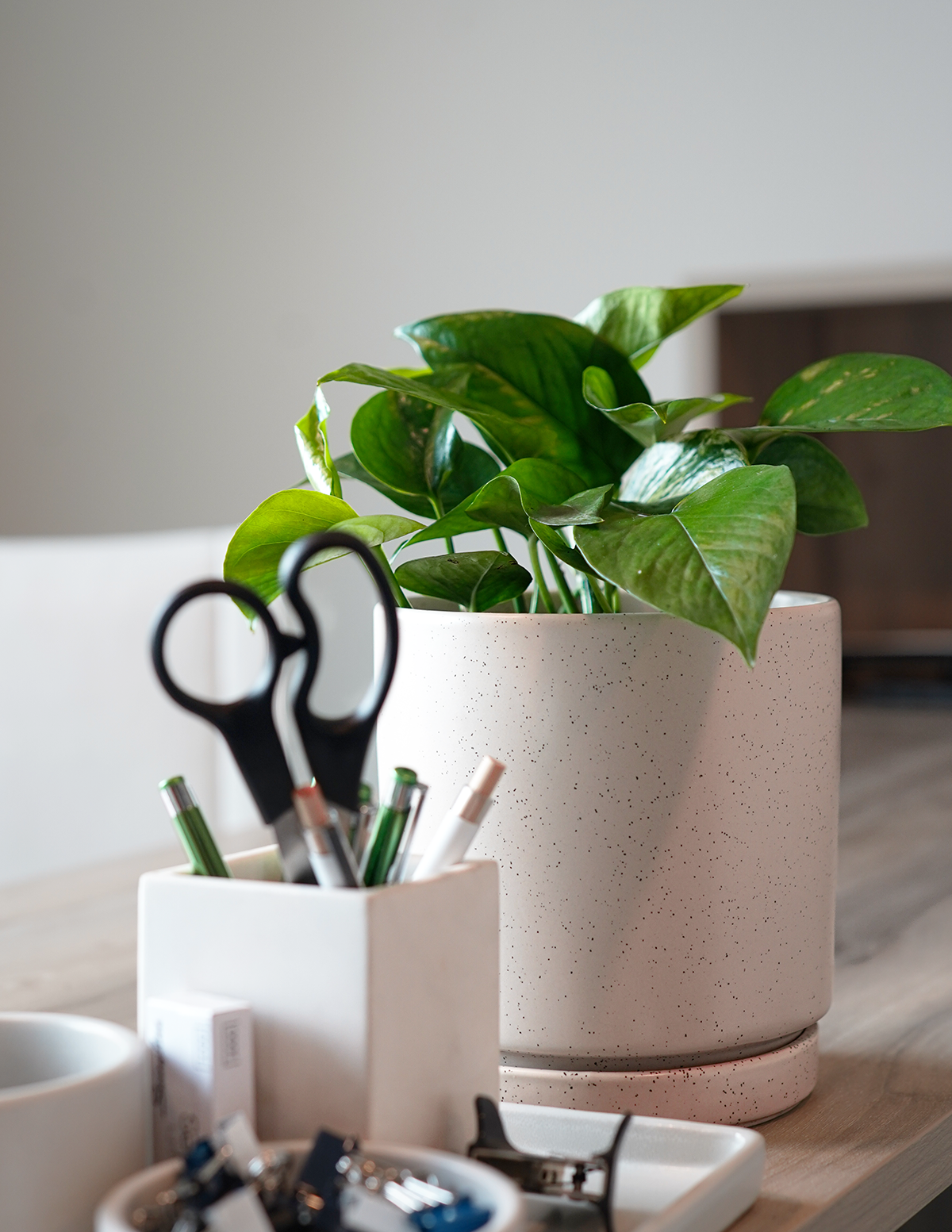 pothos plant the sill Golden Pothos Houseplant with Planter - Medium (7"-8" tall) Black Planter
