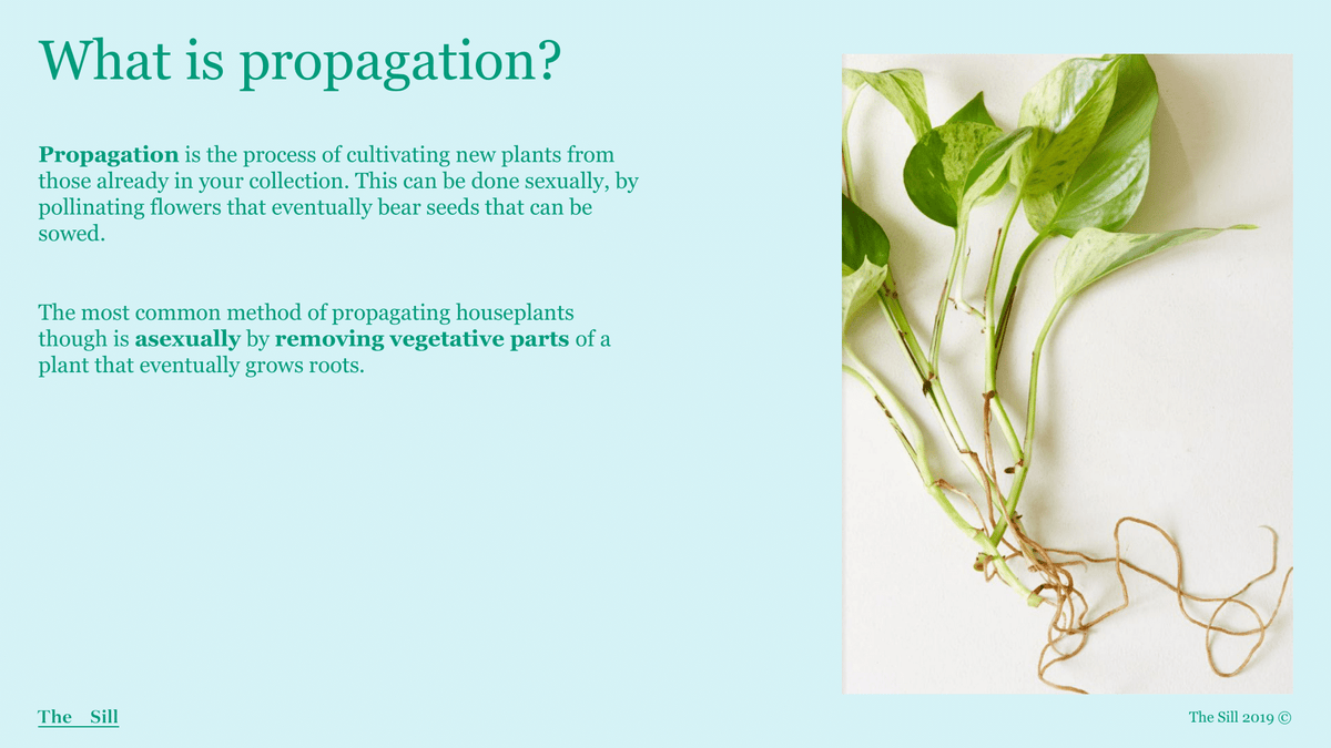 Propagitive Roots What is Propagation? | The Sill