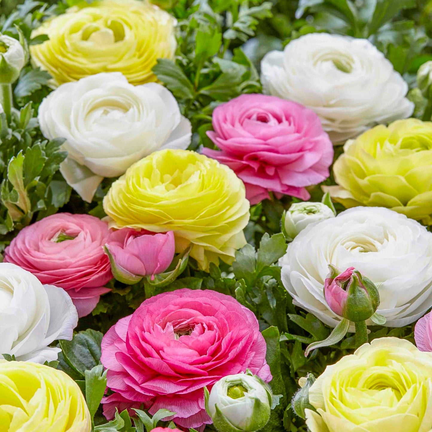 Ranunculus Mix
