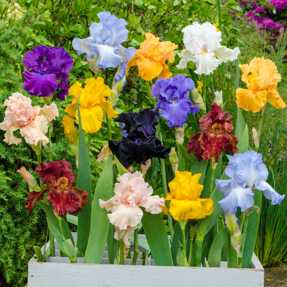 Reblooming Tall Bearded Iris Mixture
