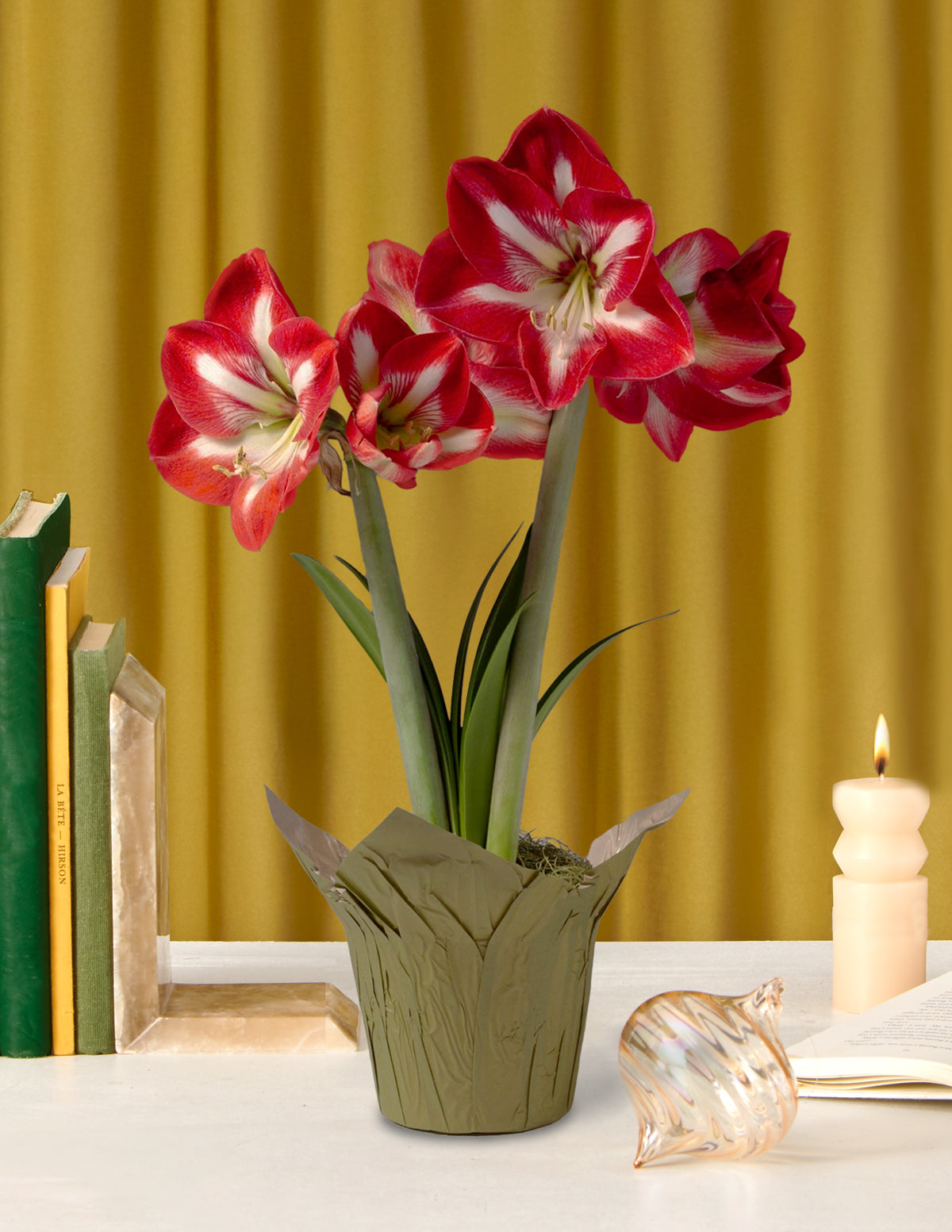 Festive Amaryllis - Thumbnail 5