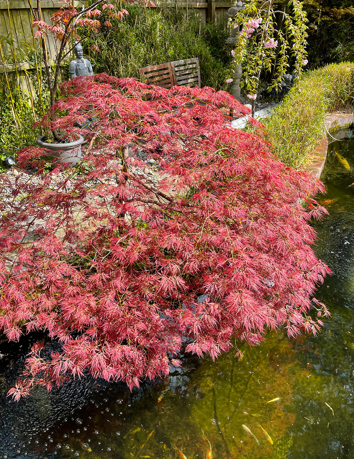 Red Dragon Japanese Maple Tree