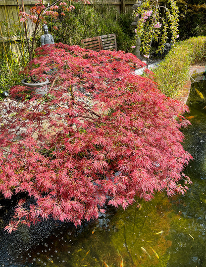 Red Dragon Japanese Maple Tree