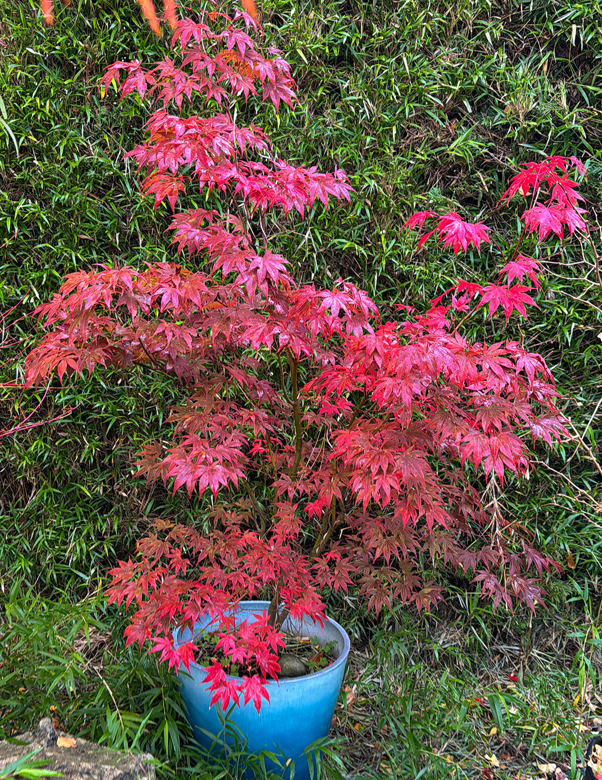 Bloodgood Japanese Maple with Planter | 4-5 ft. | Mexia
