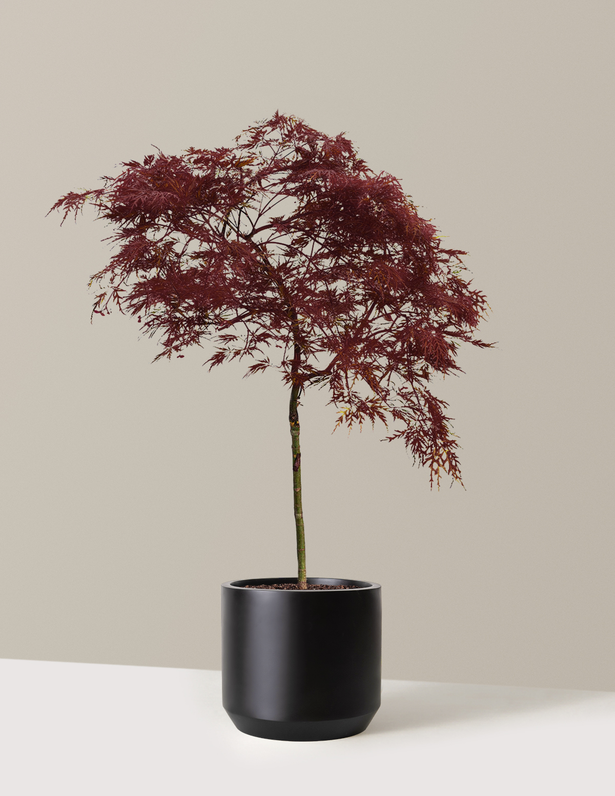 bundle | 2-3 ft. | Mexia | Black
