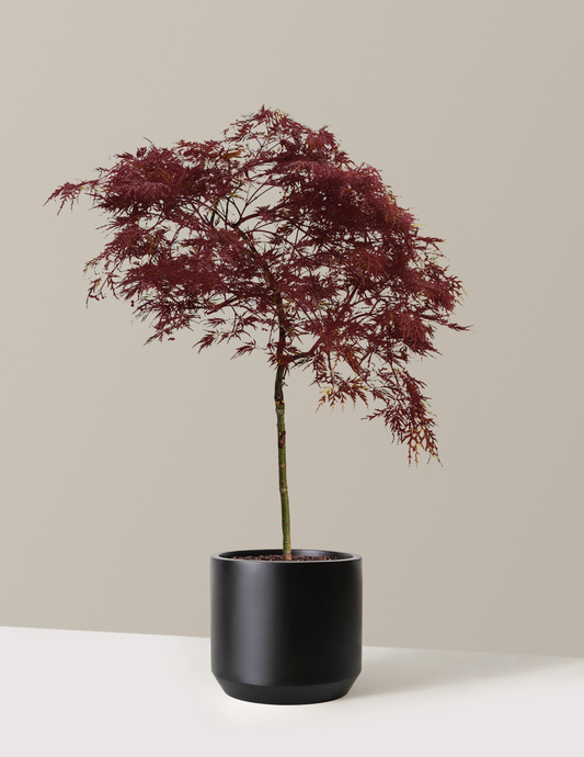 Red Dragon Japanese Maple Tree