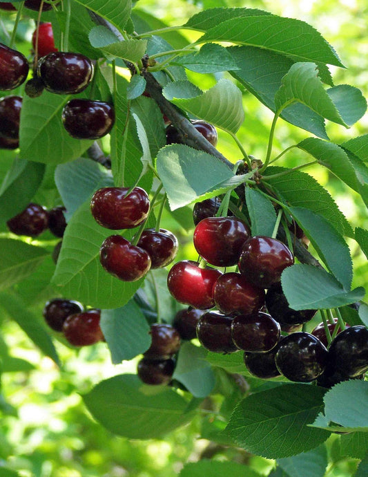 Romeo Cherry Tree