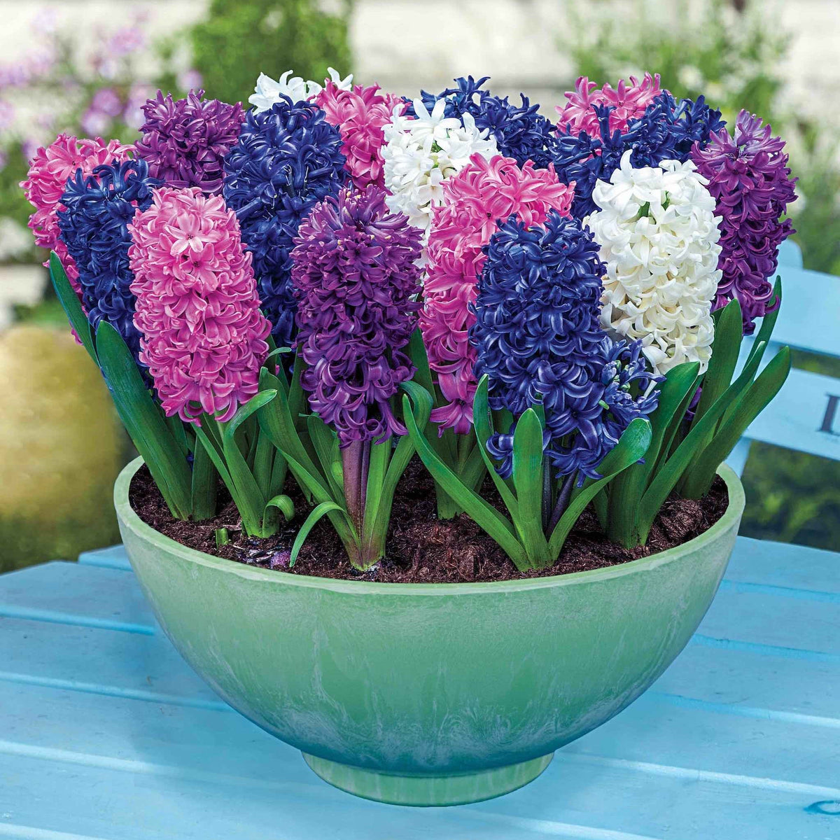 Royal Hyacinth Trio