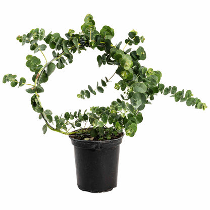 Potted Live Eucalyptus Hoop