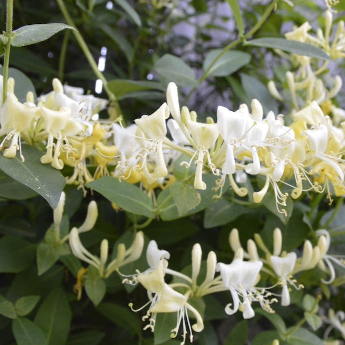 Honeysuckle Vine 'Scentsation'