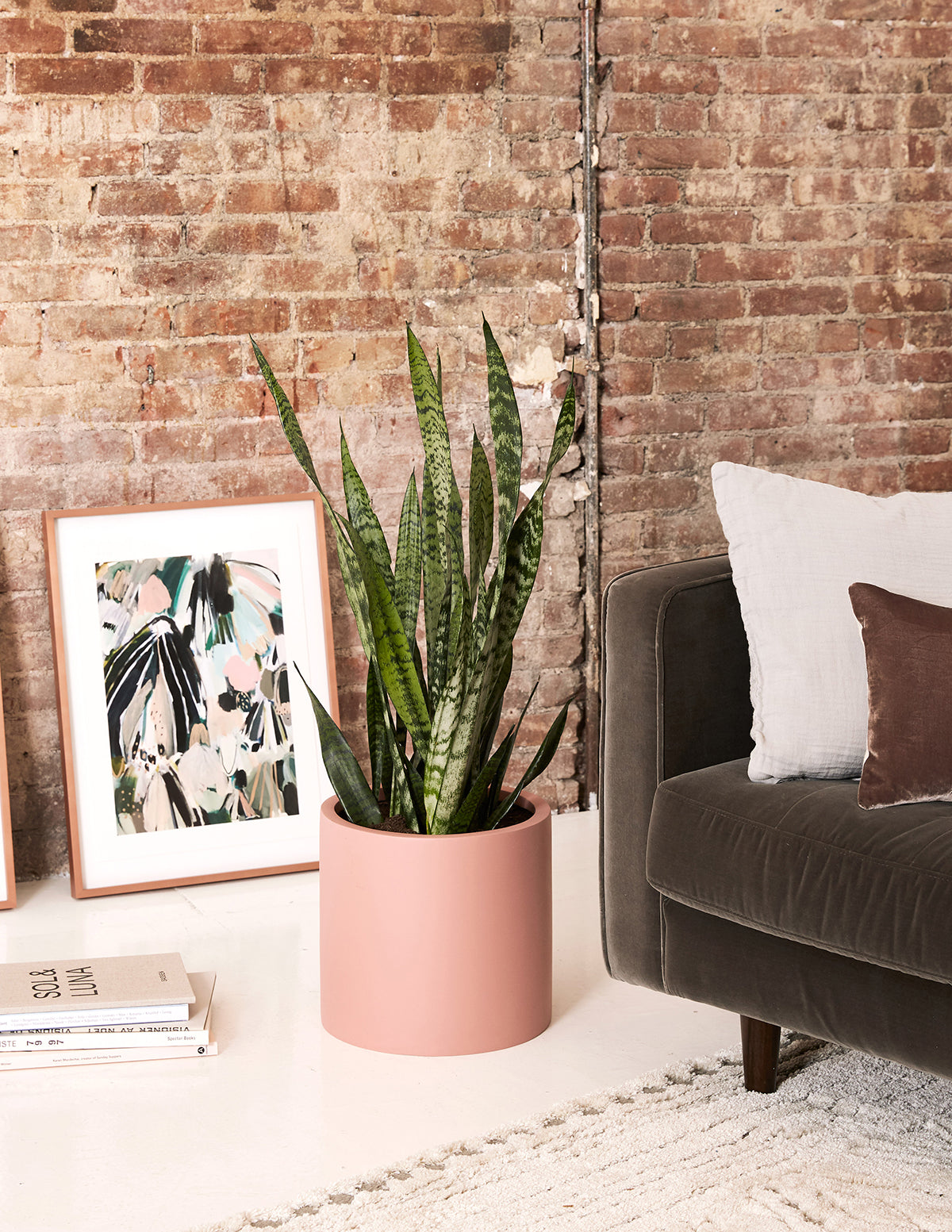 large snake plant for sale near me Snake Plant Zeylanica - Medium (16-17" tall) Grow Pot