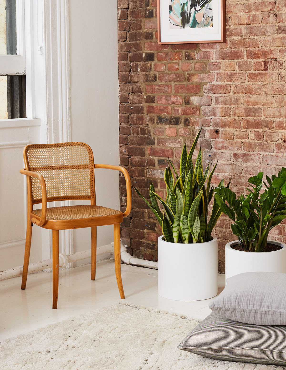 Low-Light Bundle: Snake Plant and ZZ Plant | Indoor Houseplants