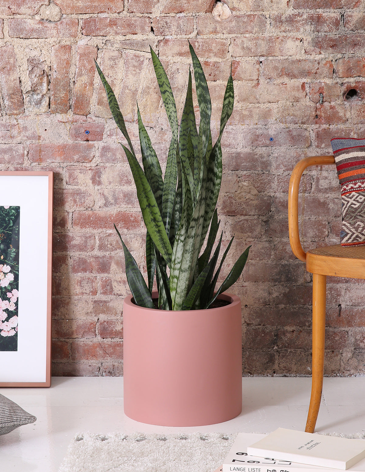 buy zeylanica snake plant Snake Plant Zeylanica - Medium (16-17" tall) Grow Pot