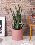 Snake Plant Zeylanica
