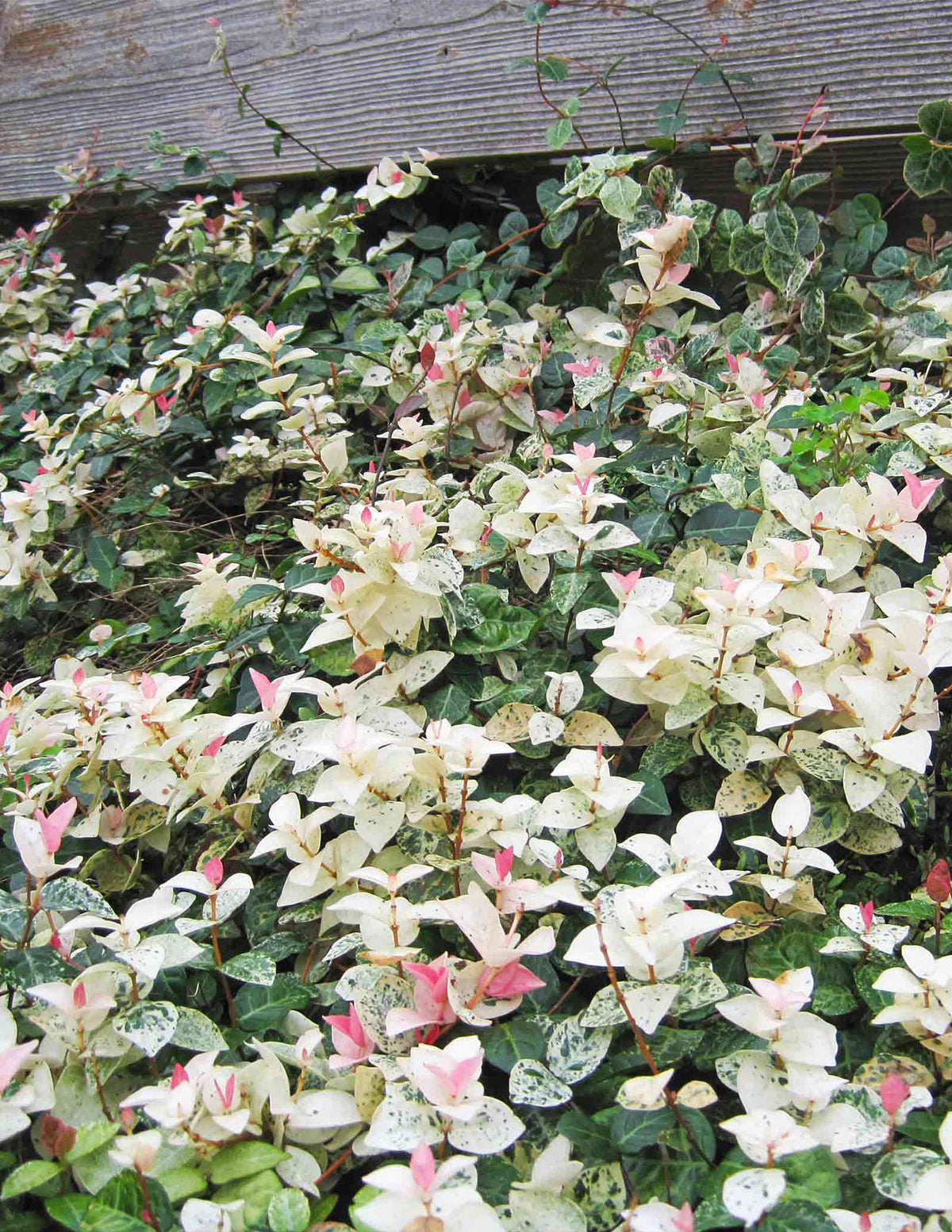 Snow-N-Summer™ Asiatic Jasmine