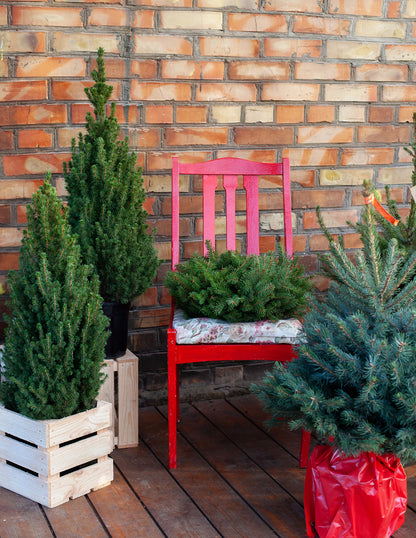 Baby Blue Eyes Spruce