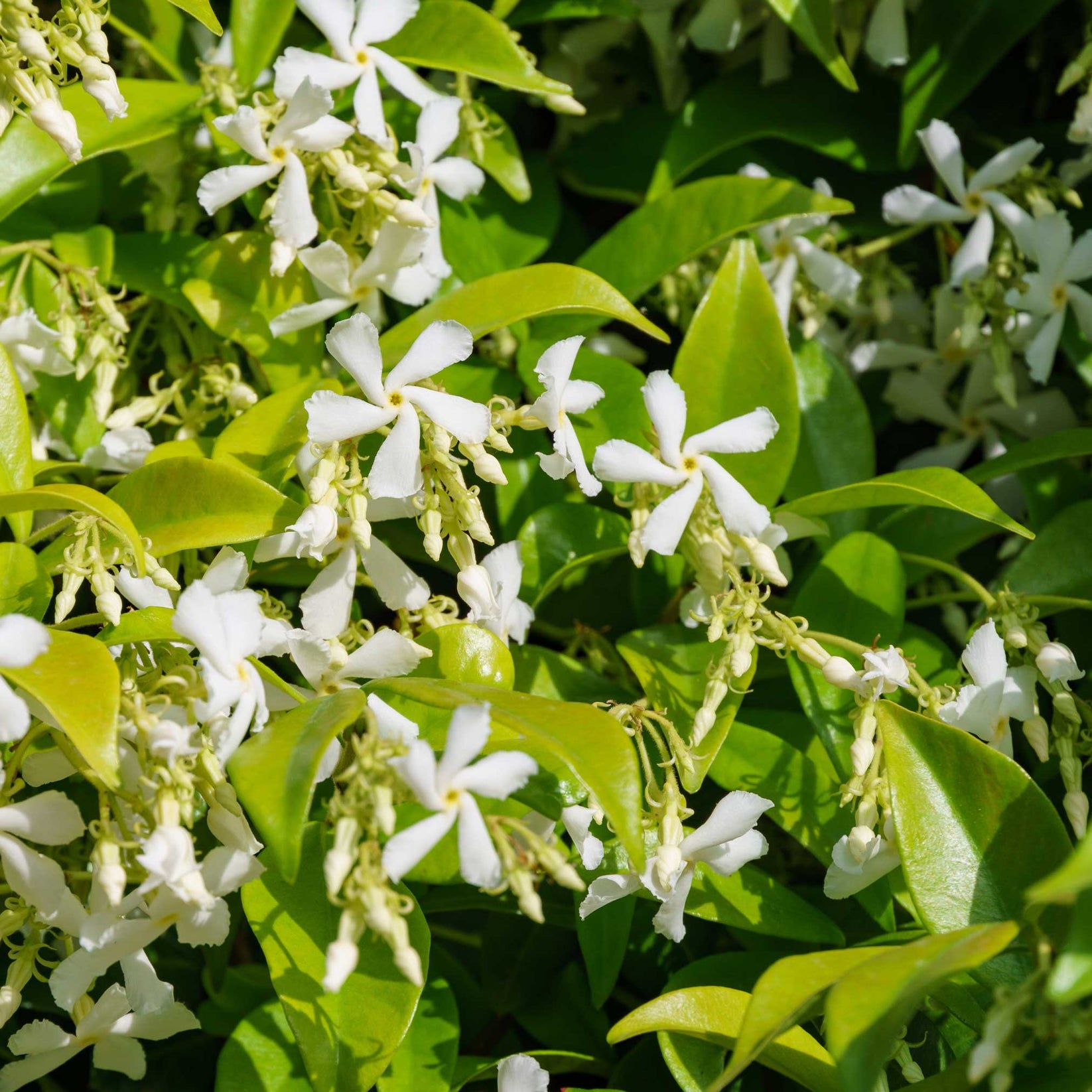 Cool Review About Star Jasmine Fragrance