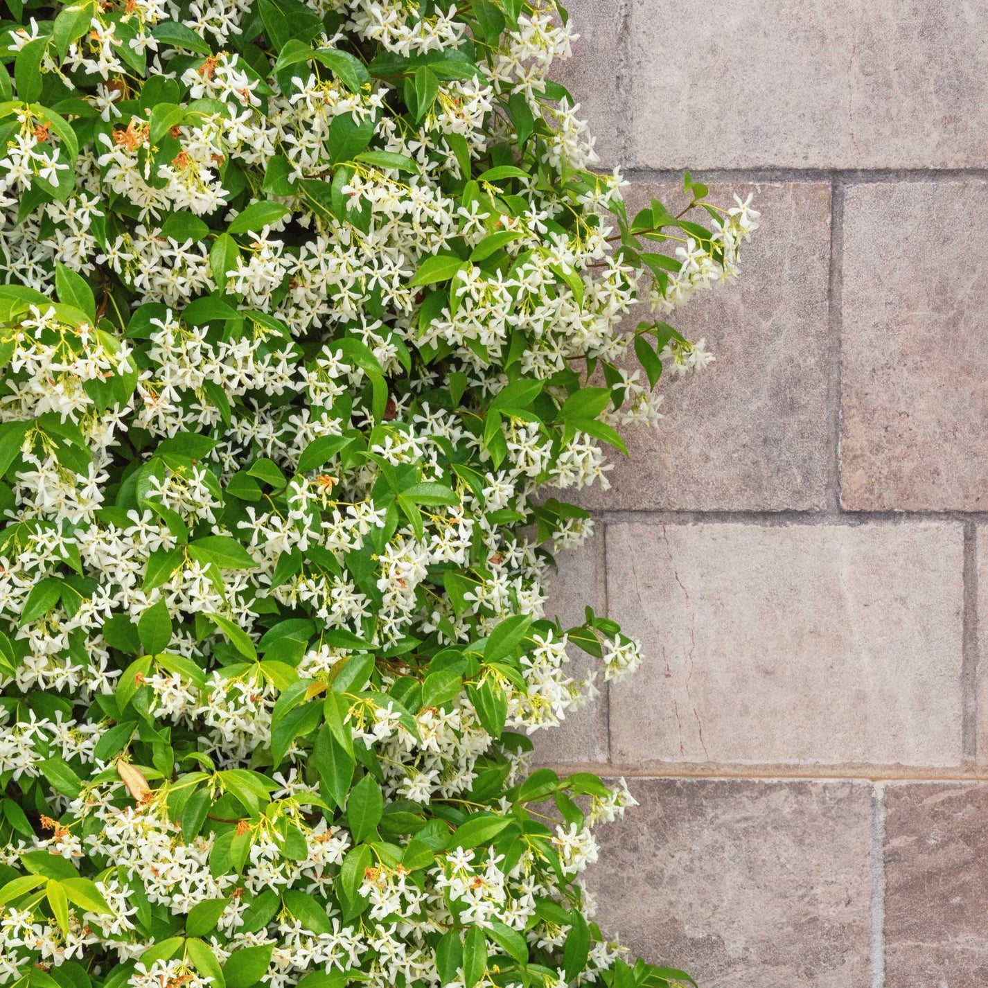 Cool Review About Star Jasmine Fragrancefeed