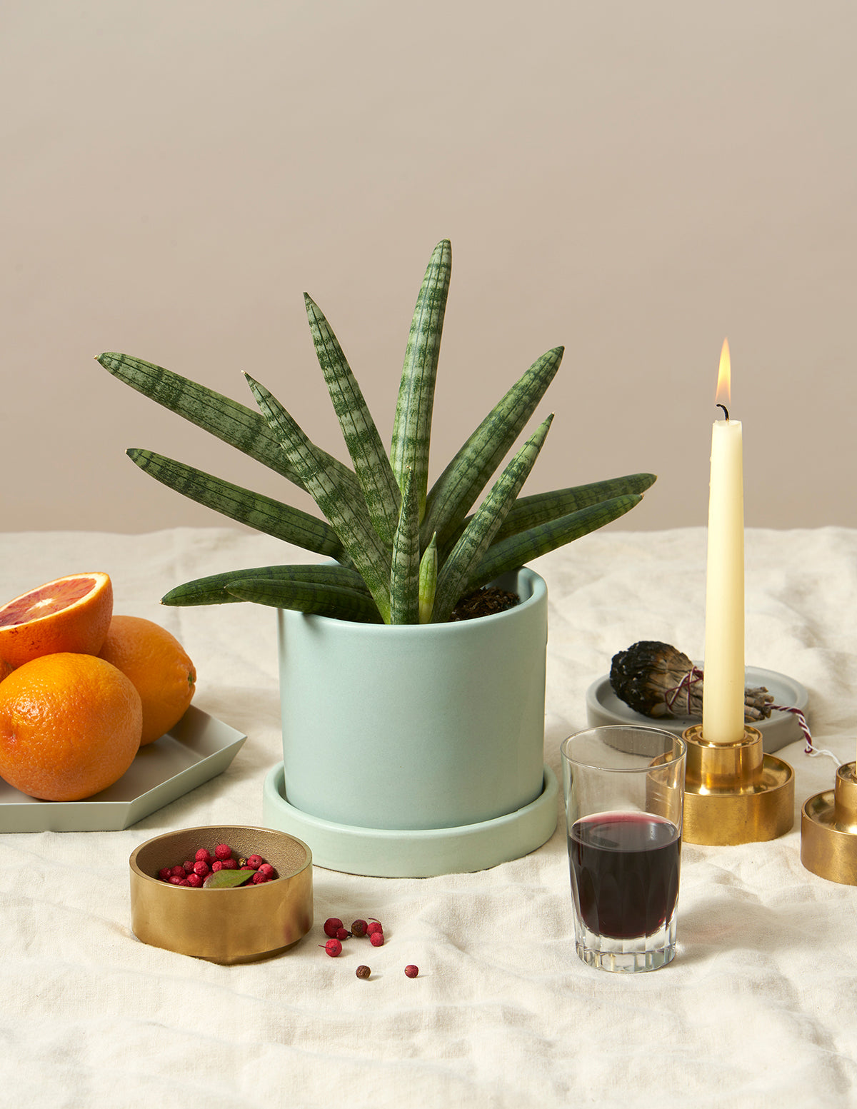 Snake Plant Starfish