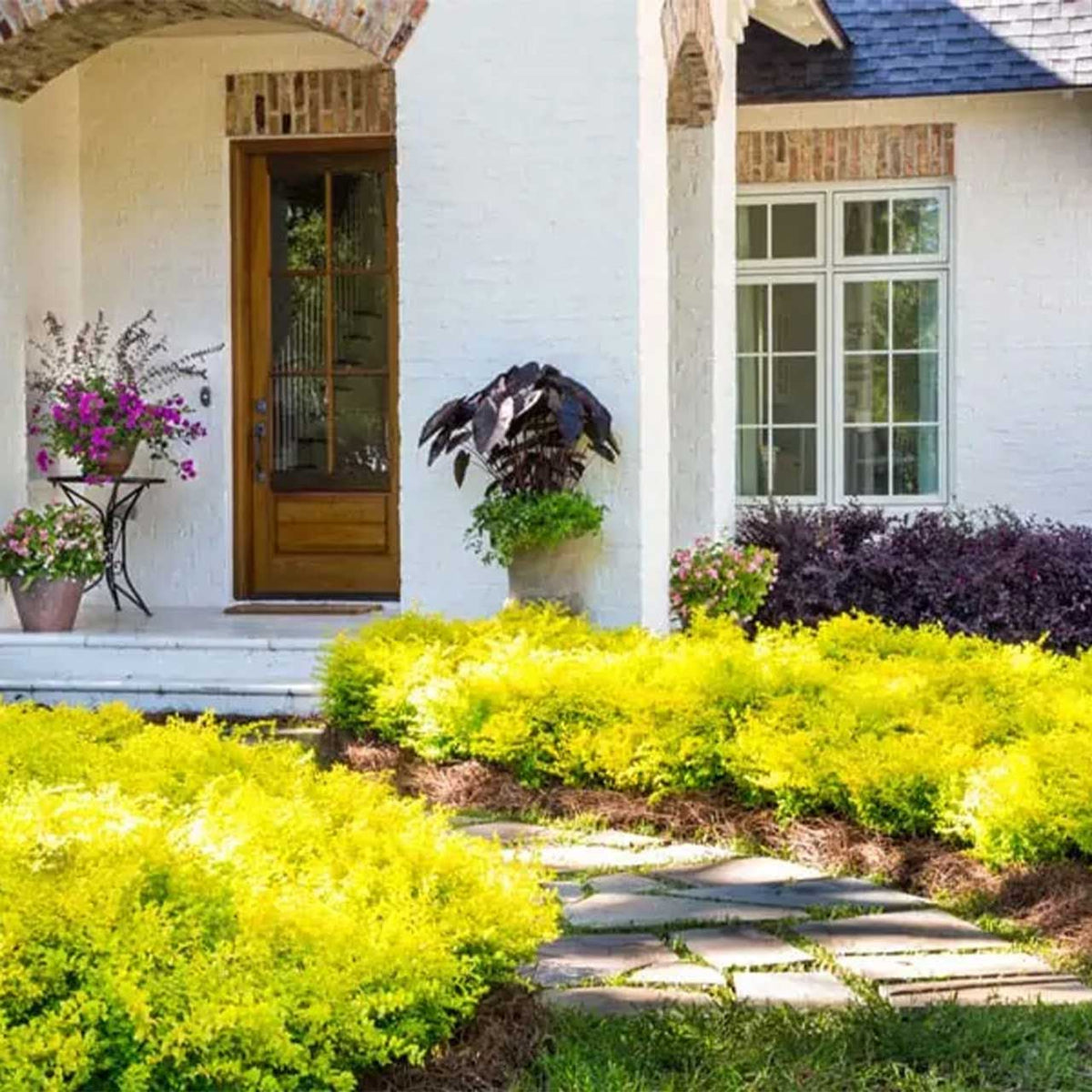 sunshine plant house Sunshine Ligustrum