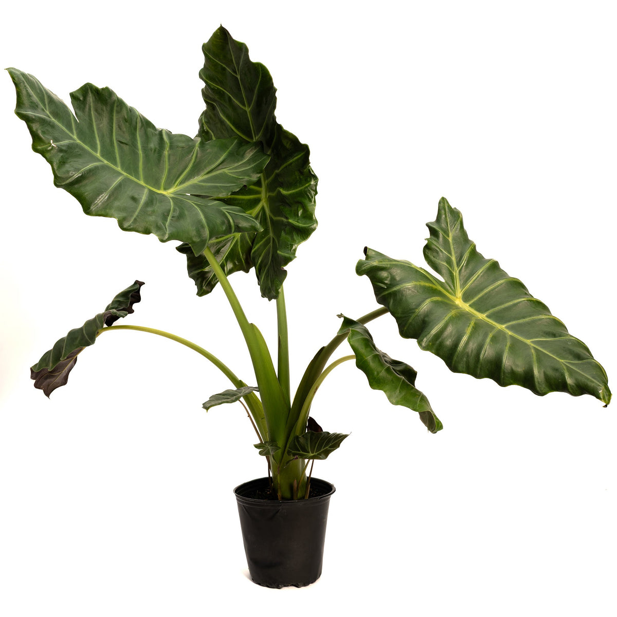Mayan Mask Alocasia