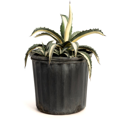 Agave Americana Mediopicta Alba
