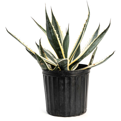 Agave Americana Variegata