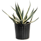 Agave Americana Variegata