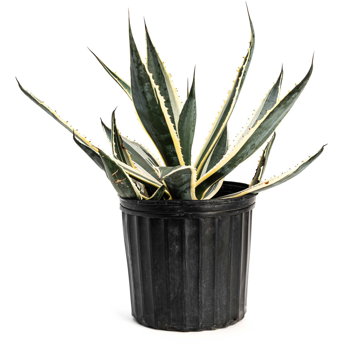 Agave Americana Variegata