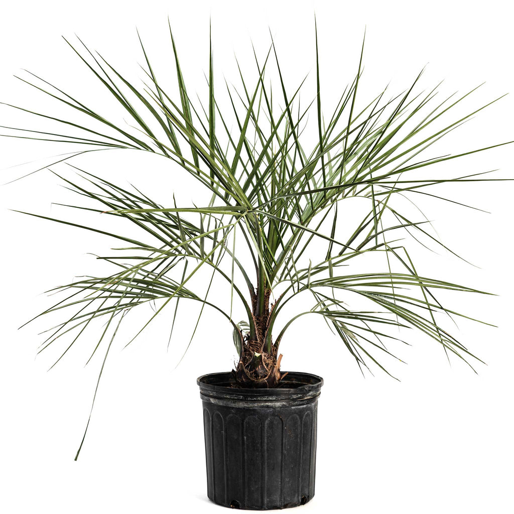Pindo Palm