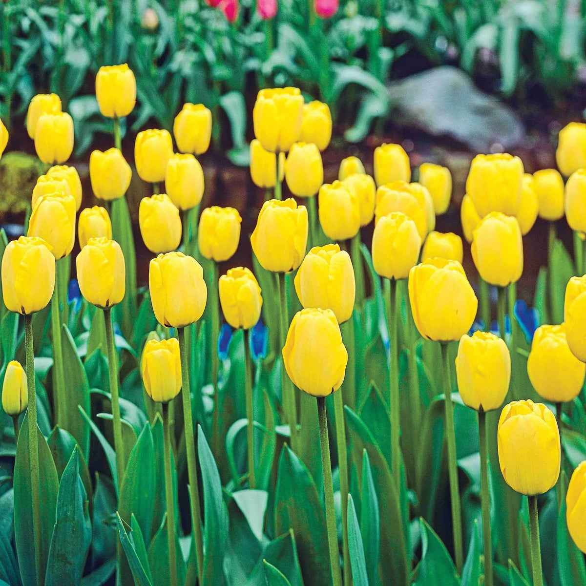 Golden Apeldoorn Darwin Hybrid Tulip