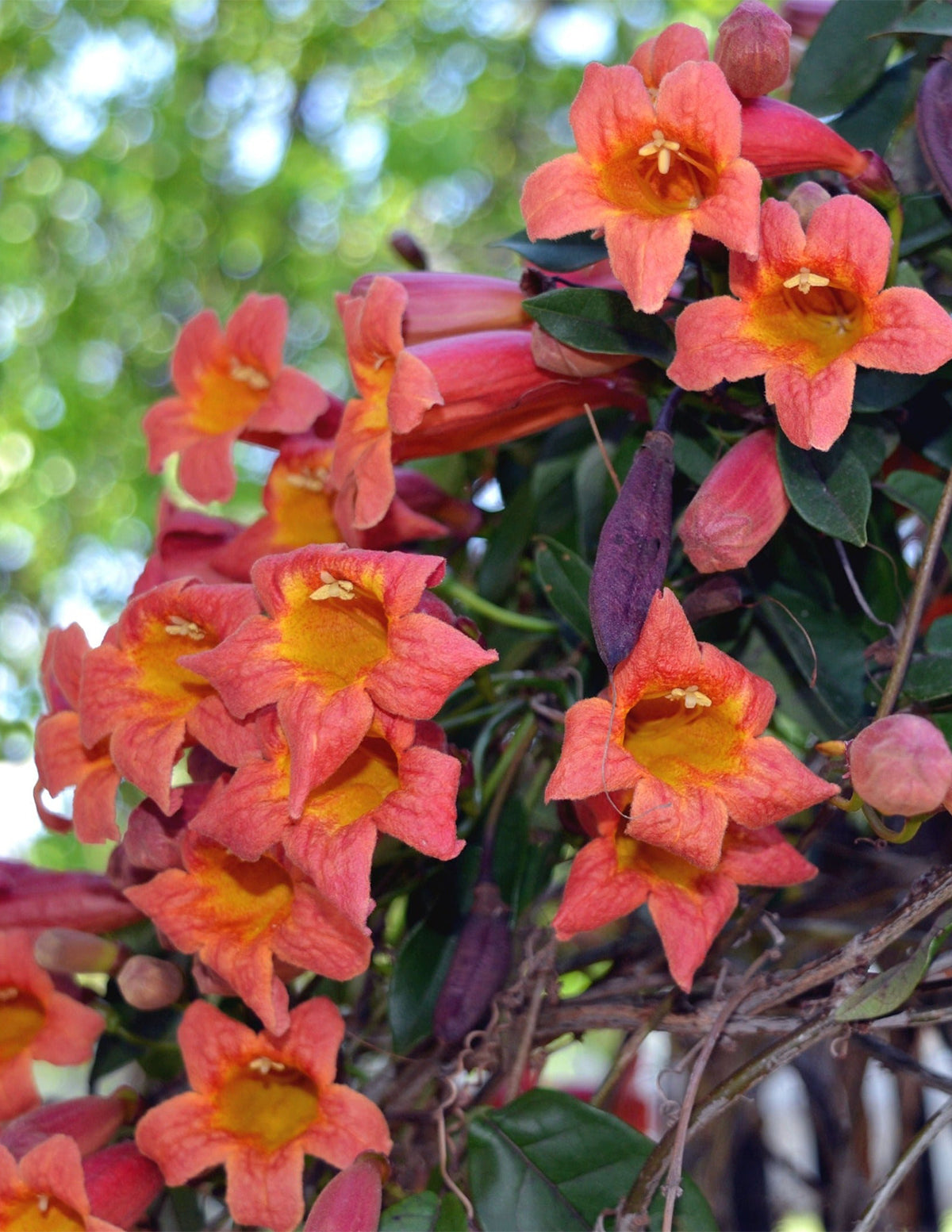 Tangerine Beauty Crossvine