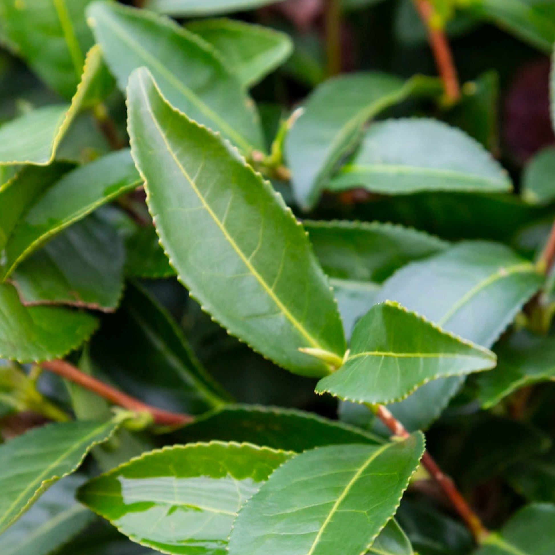tea tree indoor plant Tea Plant (Camellia sinensis)