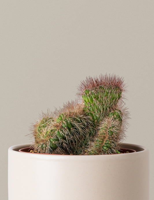 Teddy Bear Cactus