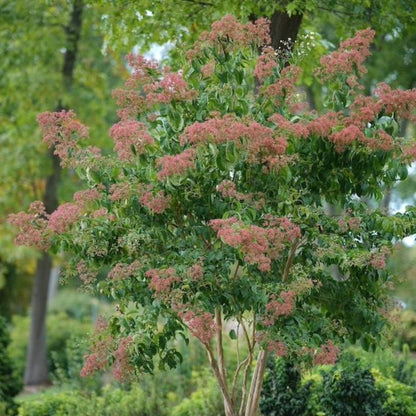 Temple of Bloom® Seven-Son Flower