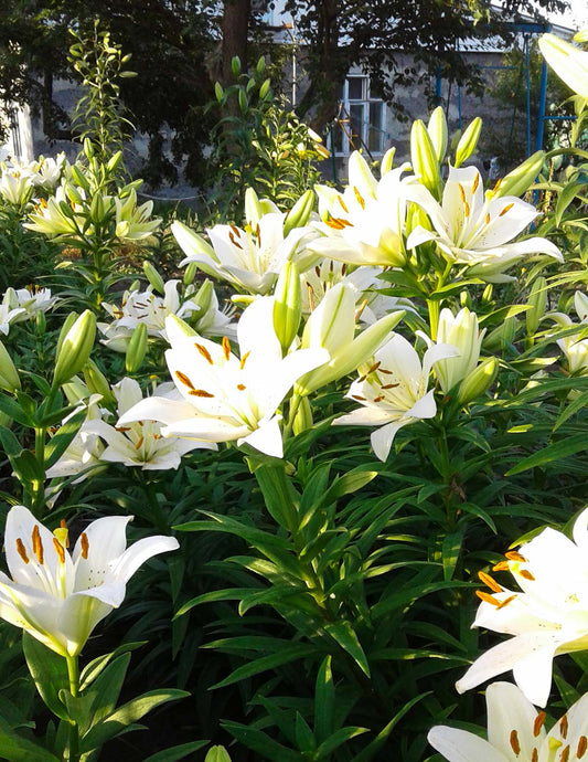 Bright Diamond Asiatic Lily Bulbs