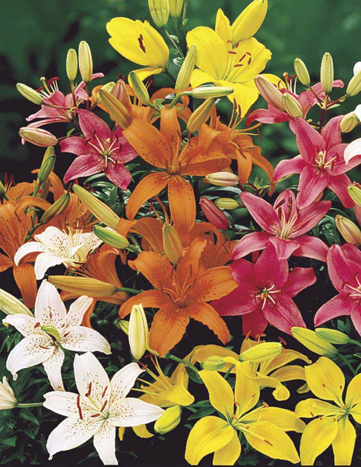 Orange Ton Asiatic Lily Bulbs