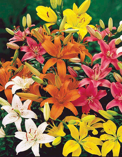 Orange Ton Asiatic Lily Bulbs